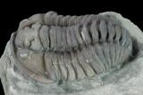 Flexicalymene Trilobite - Mt Orab, Ohio #133904-2